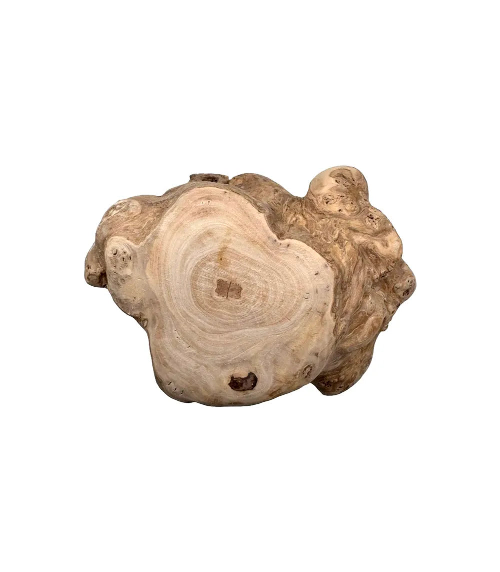 Tronco masticable de madera de café natural