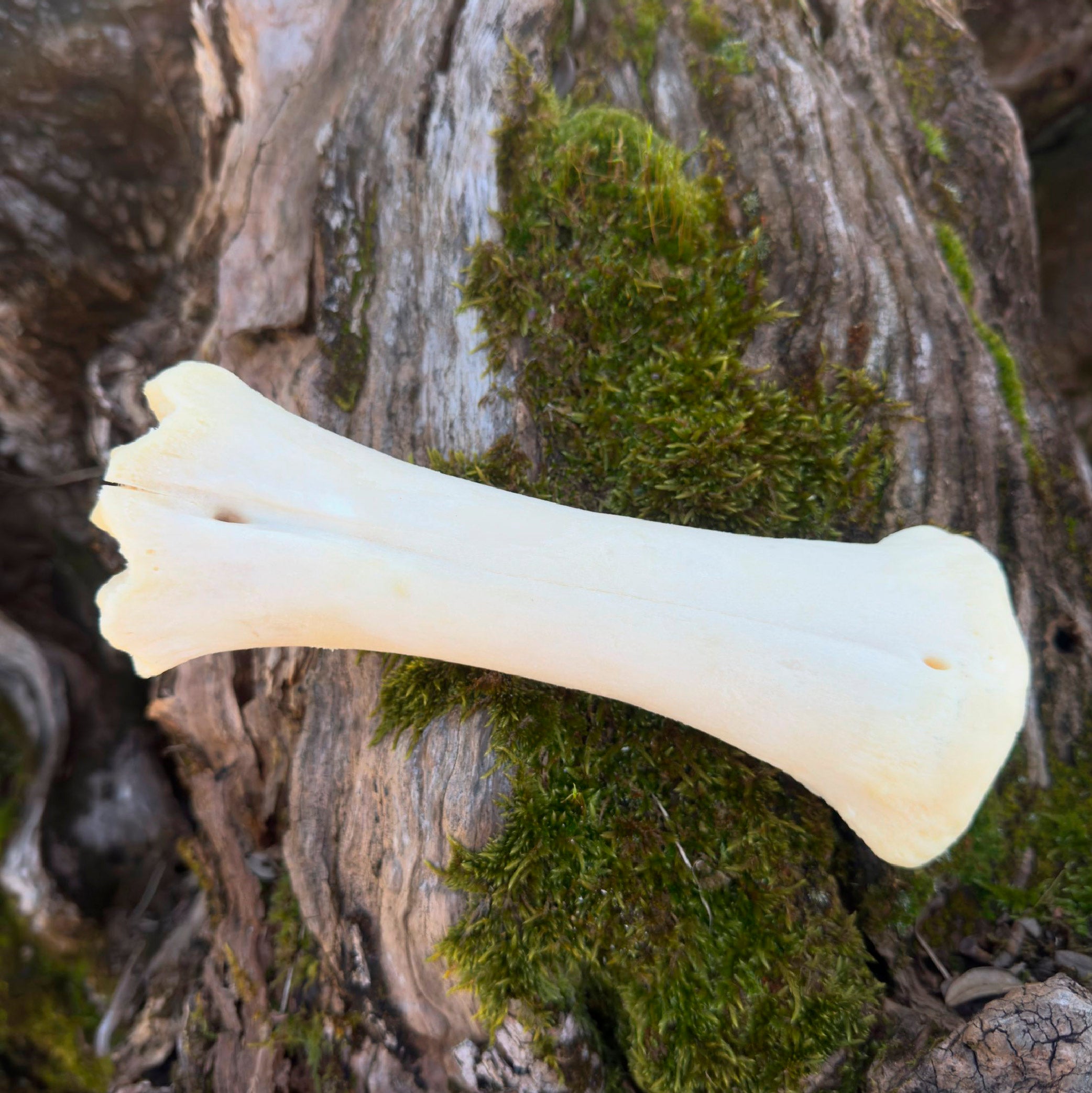 Hueso de calcio natural